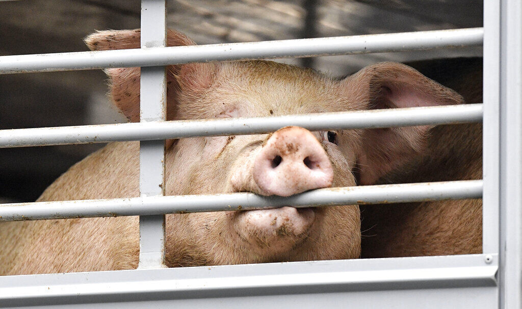 APTOPIX Virus Outbreak Germany Slaughterhouse